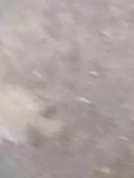 dheck2020 online show from 01.07.25