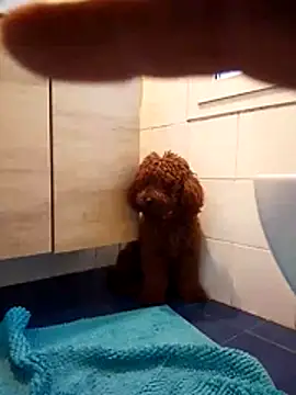 ValentinoRollstars online show from 03.18.26