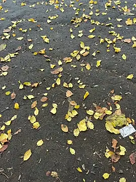 Snapshot of mihaixxx1 chatting on 11.09.25 mihaixxx1 online show from 11.09.25